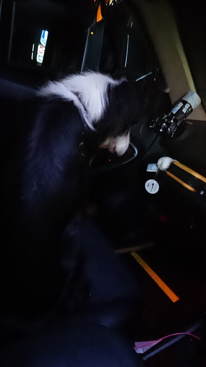 love4kocha's tweet photo. RT @e_qual8008: さっき写真の犬を保護したんじゃけどはよ飼い主見つかってほしいけんみんな回して黒い首輪しとって体もまあまあ大きい黒と白の2色拡散お願いします https://t.co/24hRC2sZQN