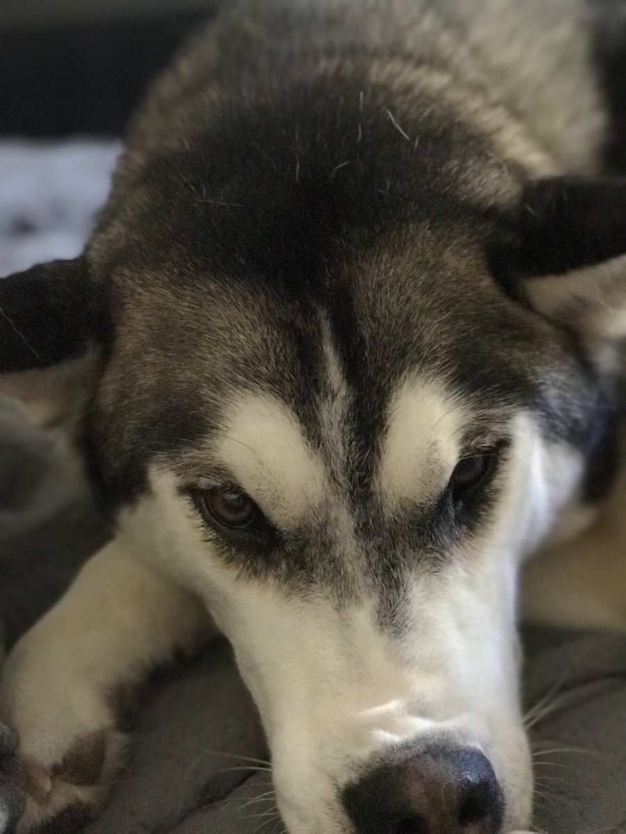 KMFitFoods's tweet photo. #CyberMonday2017 #husky https://t.co/SfOmxzRmPG