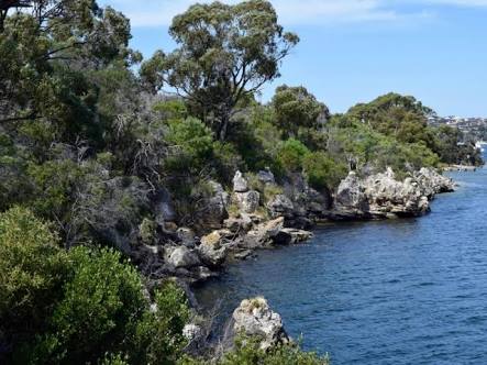 Along the Swan River, traversing the Bicton Foreshore is the 4km Jenna Biddi Yorga Trail. In Whadjuk Noongar this means "womens feet walking on the path."
trailswa.com.au/trails/jenna-b…