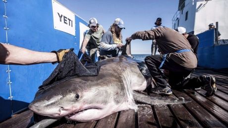 Nova Scotia waters may be great white shark mating hotspot ift.tt/2BqwJqg