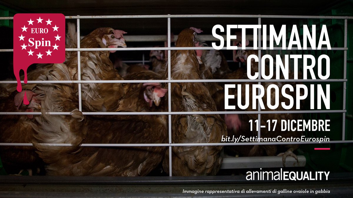 AE_Italia's tweet photo. Ci prepariamo per un'intensa settimana di azioni contro @EurospinItalia! PARTECIPA ANCHE TU per chiedere all'azienda di cessare la vendita di uova di gallne allevate in gabbia. ➡️ https://t.co/0i0flqnujW
Aiutaci a diffondere, RITWITTA! https://t.co/ADlysw0PUd