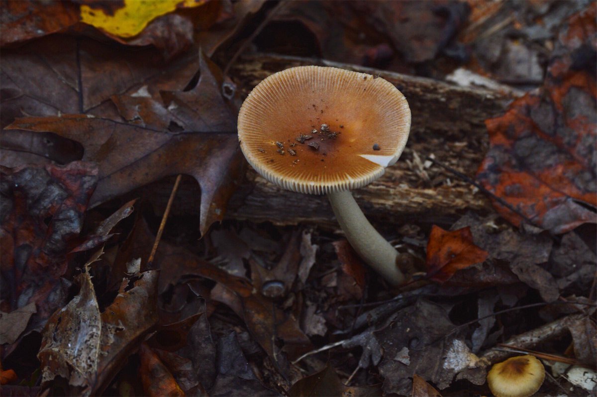 acaptureintime's tweet photo. Mushrooms. One of the most curious, and unusual, natural phenomenas to capture. 🍄 https://t.co/qxIESDGJHk