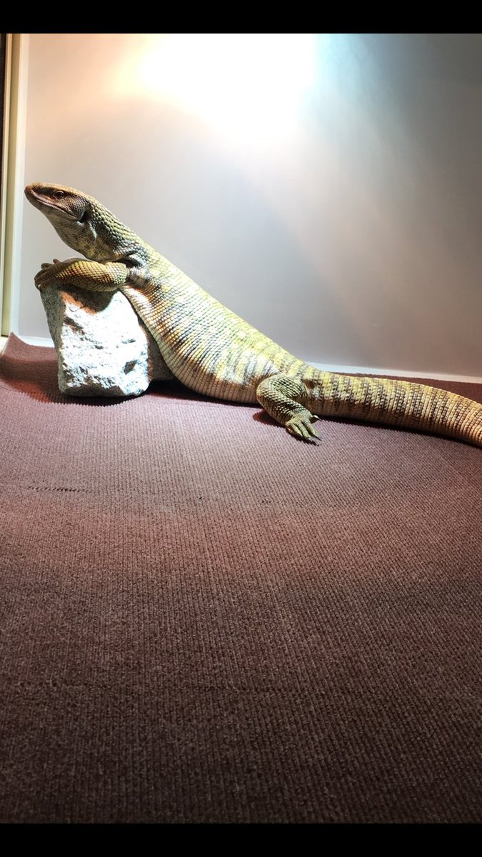 サバンナモニター用のケージになります。 ケージサイズ外寸 幅1500奥行