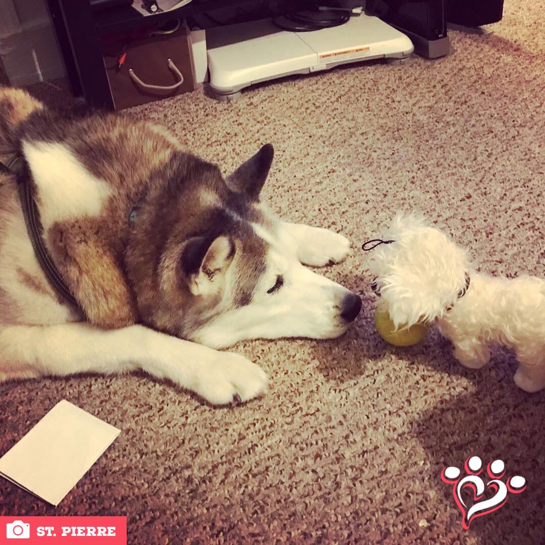 MuttNation's tweet photo. Staring contest! Thank you @StPierreOnAir for sharing this fun photo of Nanook with his Delilah rescue mutt dog toy. #MuttSpotlight ⠀
⠀
Shop the rescue mutt dog toys at https://t.co/HYUlZWRPPL https://t.co/UALS58sQYM