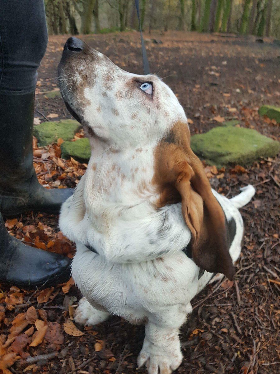 linc_the_slink's tweet photo. It is a good dayfor treats #puppydog #trears #walkies https://t.co/mnRpfJSF5e