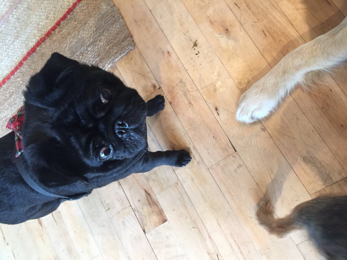 shopdogn8's tweet photo. Is that a bow tie on my harness? I only came in for a groom! https://t.co/B0TbMI5D6z
