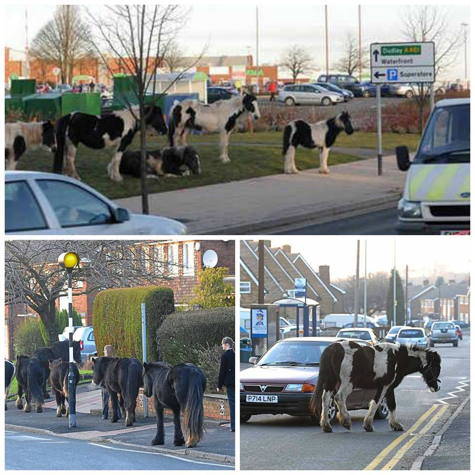WE_HTHW2015's tweet photo. How to trace the owner of a horse straying on the road.
1. Scan for Microchip
2. 99% no Microchip
3. Shrug
#OpEquine #CED #CentralEquineDatabase https://t.co/kEyPr8s2YD