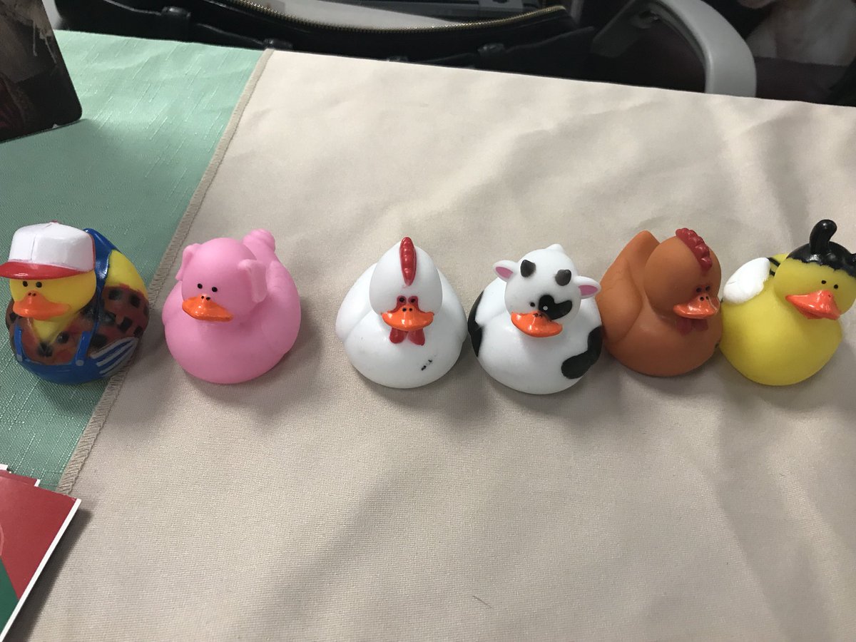 heiferinny's tweet photo. No Heifer display table is complete without farm ducks. https://t.co/TprHHTGuML