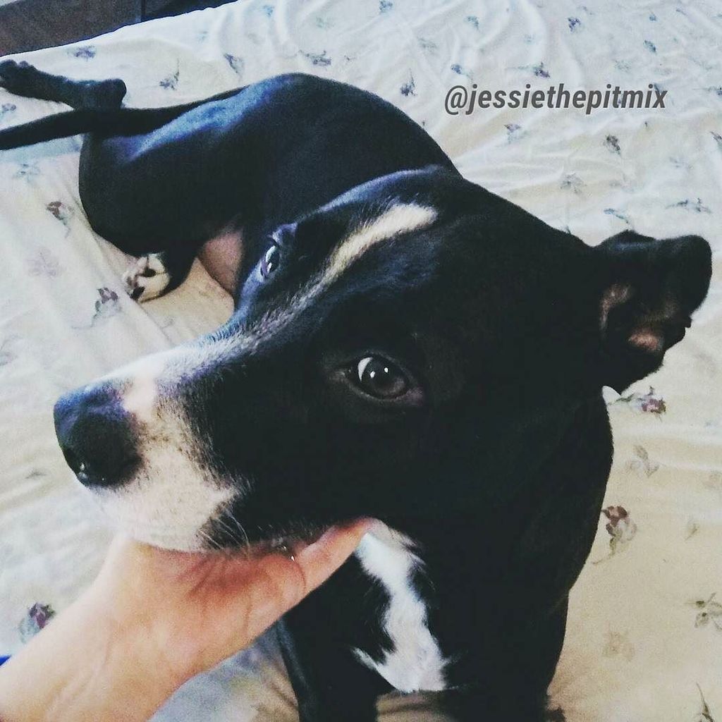 Jessiethepitmix's tweet photo. Nooo...Monday?? Already?!?! #jt #mondayblues #theweekendflewby #pitmixrescues #bullbreedadvocate #dontbullymybreed #anewweek #backtowork #rescue #saveshelterdogs #rawfooddiet #rawfeddogs #rescuedisthebestbreed #itsapitty #educatedontdiscriminate https://t.co/2qVhEhaSUm https://t.co/aU67tIF6WN