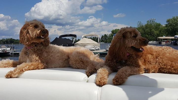 viaggiopontoon's tweet photo. Modeling on the #Misty! π π π #ModelLife #MistyLife #MistyHarborDogs #PontoonDogs #Pontooning https://t.co/IWm0GS2yRq