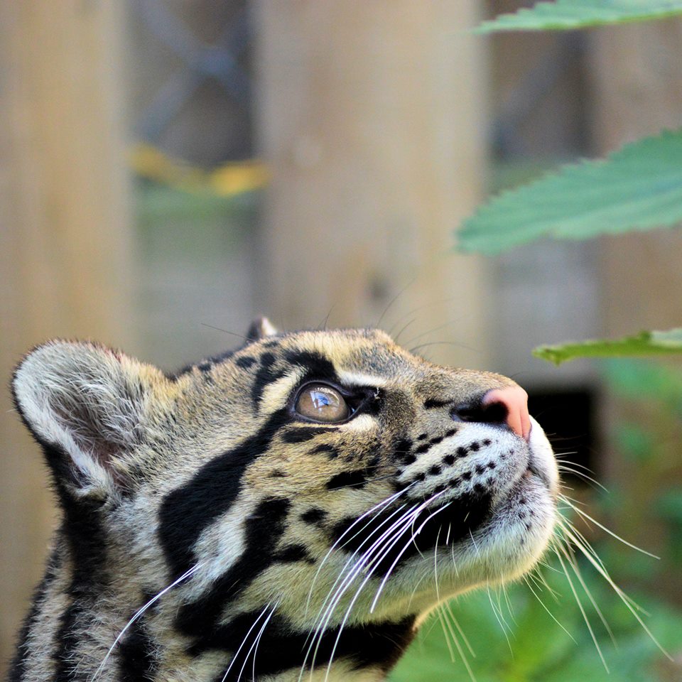 TheHolidayCots's tweet photo. 14) Plan a #winterbreak at Hawthorn Farm Cottages and enjoy a #dayout at nearby @WinghamWildlife.
https://t.co/FJH4xIrgkl   
#Kent #England #Zoo #Holiday #Travel #Family #Explore #Staycation #Britain #UK https://t.co/I5rGgSJC1T