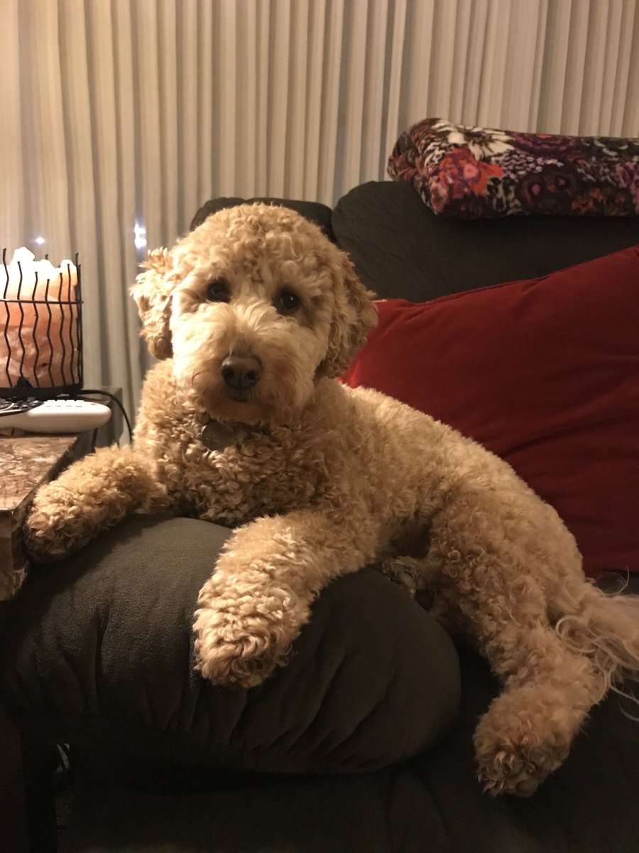 TaylorKlis's tweet photo. I’ll say it again- seriously, my dog is CUTE https://t.co/yfziz7Hnwv