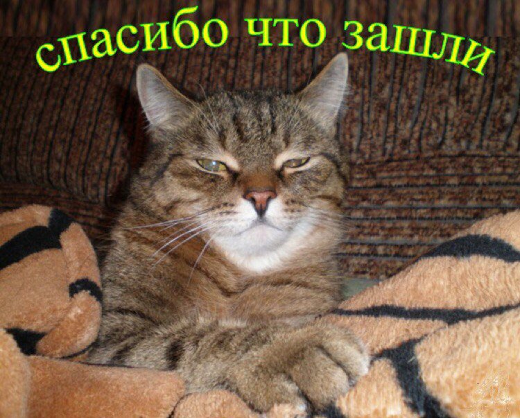 Картинки с котами и надписью спасибо, мужчину