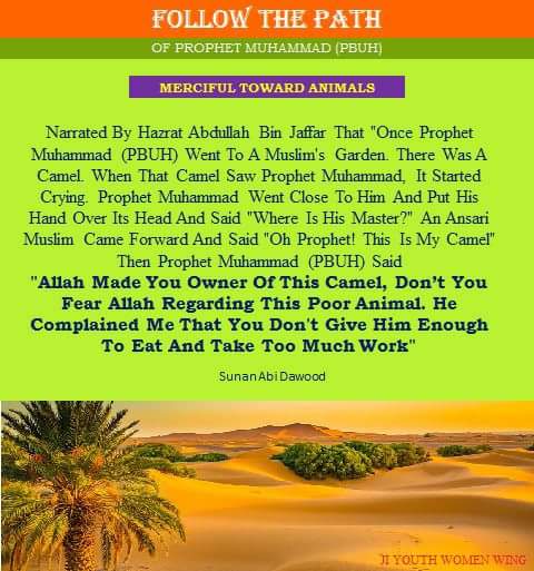 JIYouthWomenPK's tweet photo. #FollowThePath Of #Prophet #muhammadsawrolemodel   

#ProphetMohammad (PBUH)
#Mercyfull towards #animals https://t.co/W9hVHcz2tt