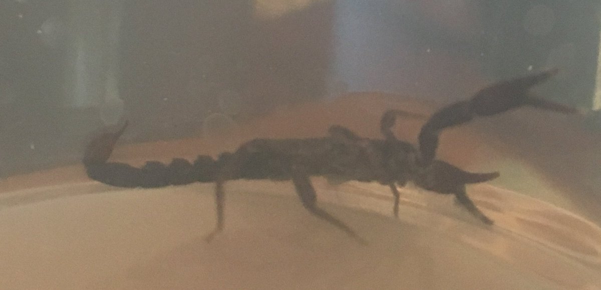 WWMBlogger's tweet image. Stepped on a scorpion 🦂 this morning. Perfect #monday ☹️