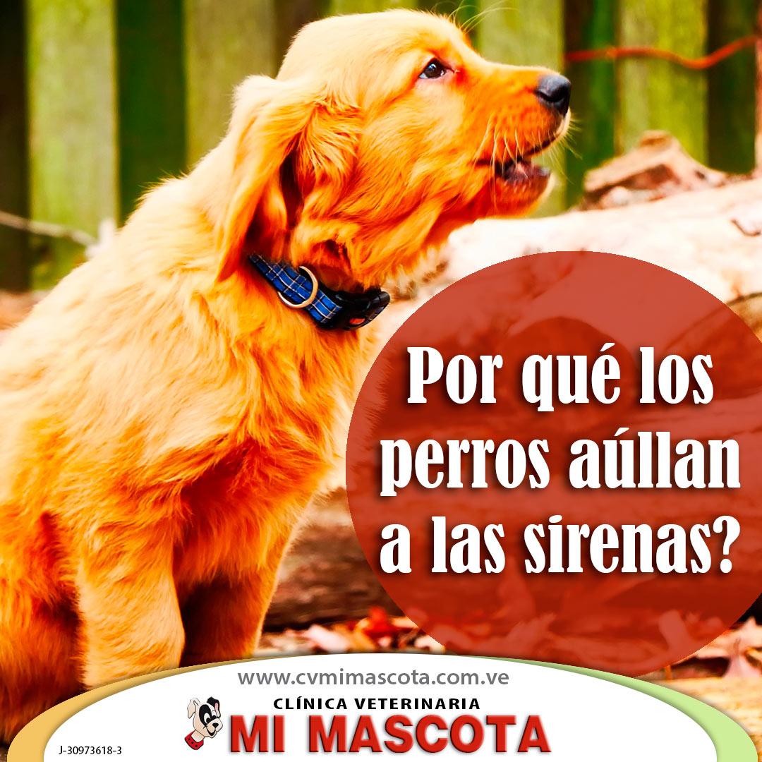 cvmimascotaco's tweet photo. Los perros podrían confundir las sirenas con el aullido de otros perros, es un sistema de comunicación ancestral habitual #tipsperrunos #cvmimascota https://t.co/IfPcjWTXU9