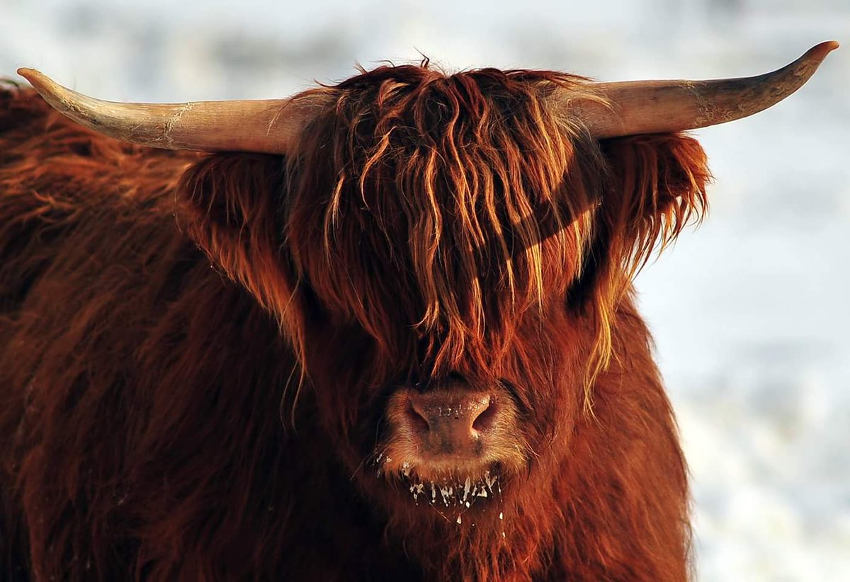 OkanoganCountry's tweet photo. Holy cow! It's cold outside!
PC: Eli Smith, Hover Cattle Co.
#CattleCo #ItsColdOutside #OkanoganCountry #Route97 #Ranchers https://t.co/3TycalksPH
