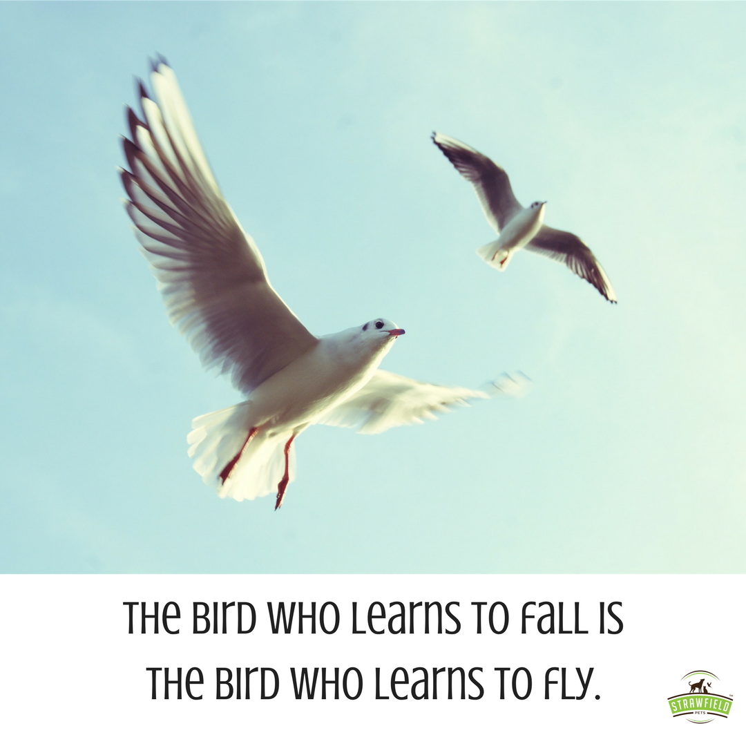strawfieldpets's tweet photo. Stumbles and roadblocks lead to eventual success. #quotes #petlover #petsoftwiter #BirdOfTheYear #birds #quoteoftheday https://t.co/eLD6UZGsjk