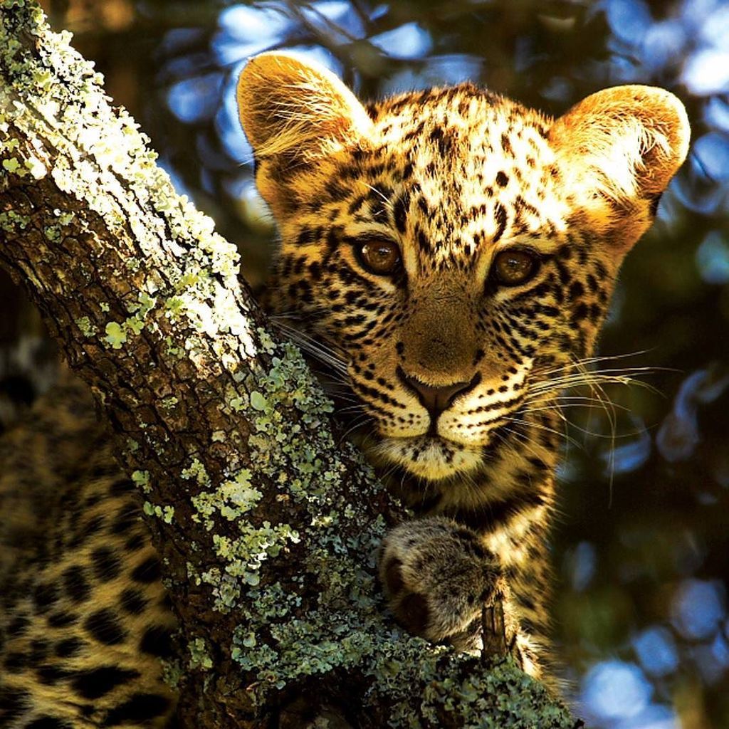 volunteerworld's tweet image. Ready to start a new week? It's dedicated to the Big 5. Enjoy #Africa and it's #facinating #wildlife!😍🐆🌍 ift.tt/2AD1GdB