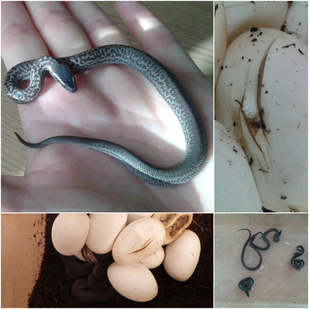 MrTraszka's tweet photo. Few small #African house #snakes (#Boaedon fuliginosus) hatched after two month #incubation. Nice and mild species for education children or students in the context of snakes and human #fear. #terraristic @izpuls #reptiles https://t.co/dtHO1UfTw1