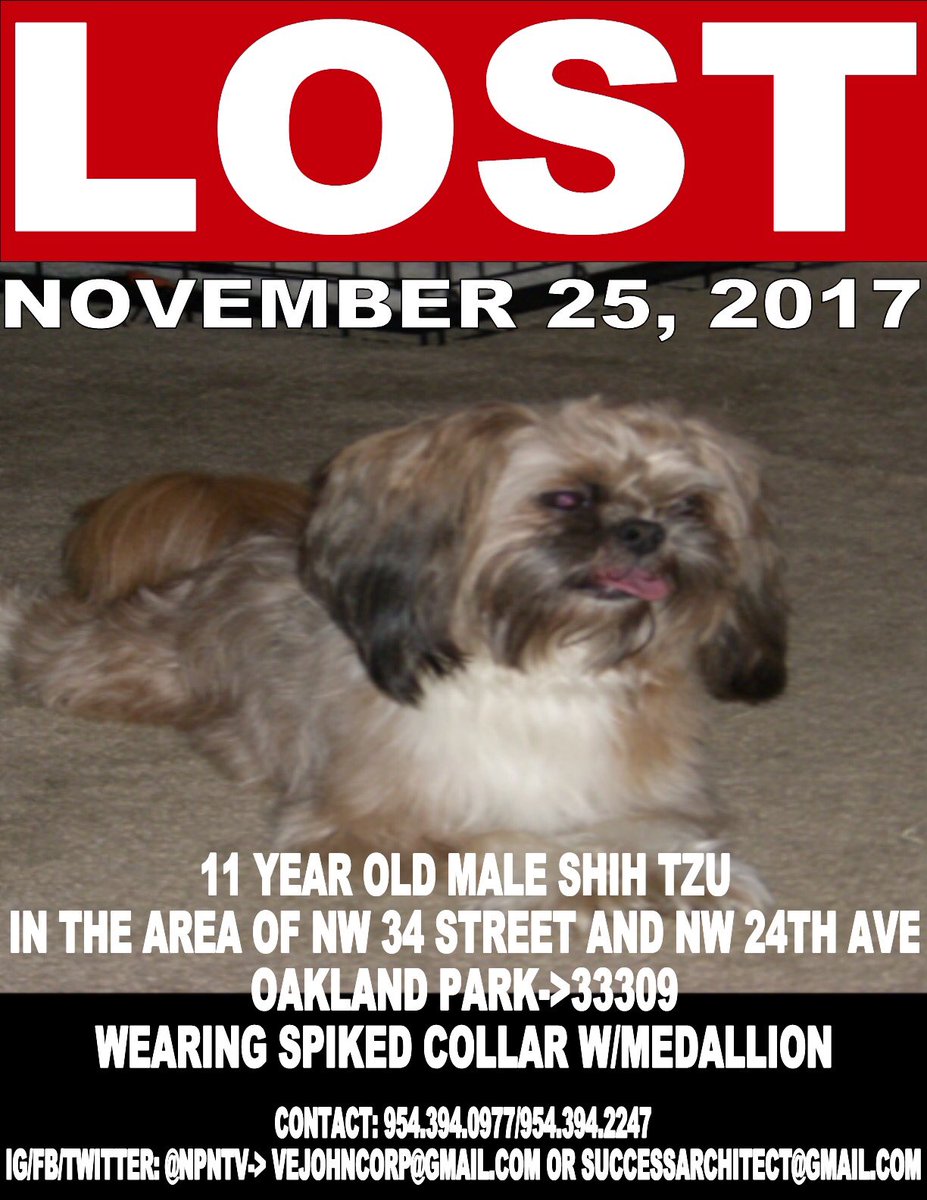 BuildBroward's tweet photo. Help this family find their furry family member. https://t.co/PSLomrB73F