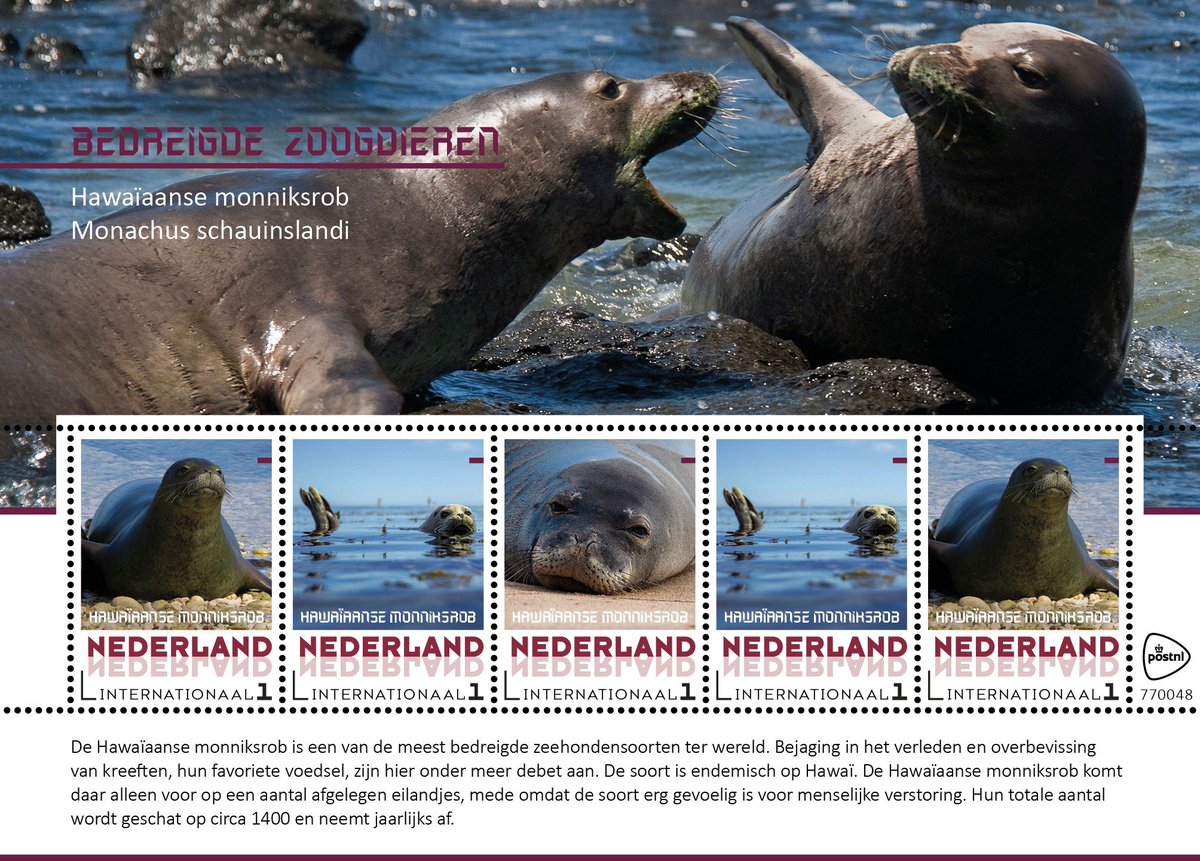 Postzegelaar's tweet photo. #NEDERLAND | Bedreigde #zoogdieren: Hawaiaanse #monniksrob
| @PostNL - #CollectClub - #fauna - #persoonlijkepostzegel - #PostNL - #zoogdier |
De serie postzegelvellen Bedreigde zoogdieren bevatten vijf postzegels met een bedreigd zoogdier, foto's en een https://t.co/t3nSdxUJW8 https://t.co/jfkUvX7M1t