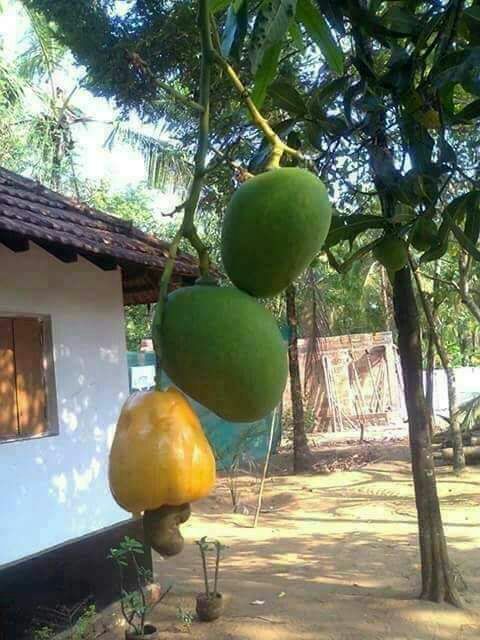 JadsonTIMBETA #SDV (@jadson99581261) on Twitter photo 