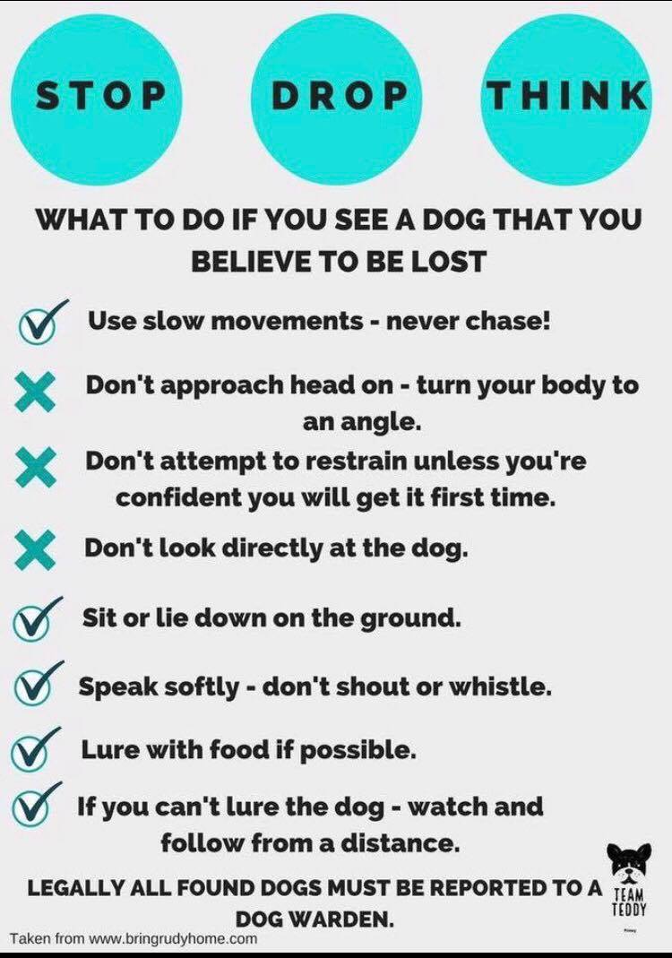 rawsonjones's tweet photo. Watching #LostAndFound on @Channel4 and want to make a difference? Please RT to spread the word about Mango - a scared rescue dog missing for 3 weeks but sighted in Denham last Saturday. #FindMango @DoglostUK @DogsTrust https://t.co/Wr17PPcVye