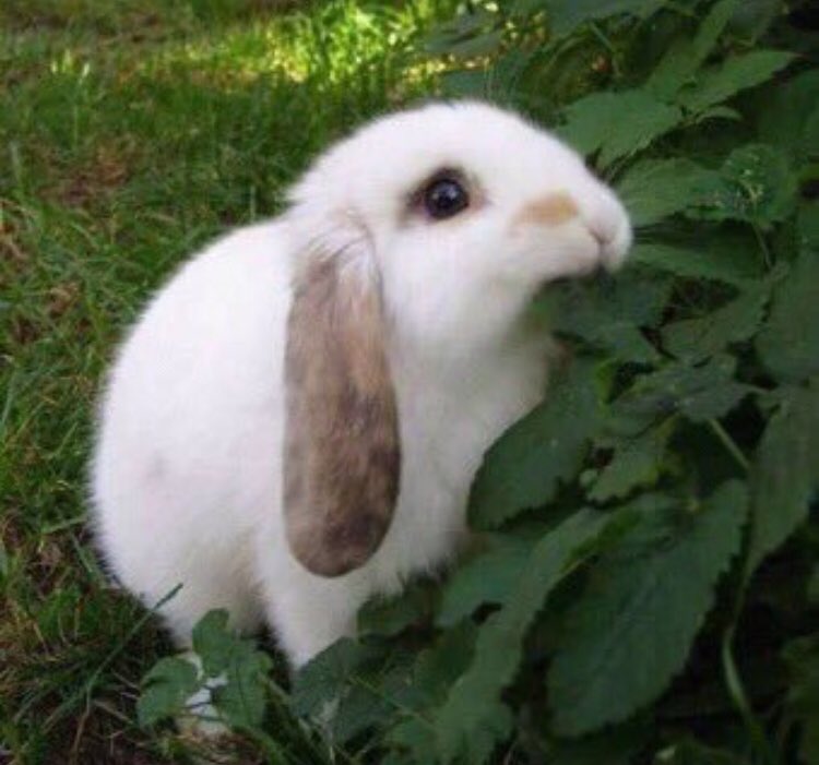 _VeganProblems's tweet photo. When non-vegans start eating the only food I can eat. https://t.co/EGgHuw4I4X
