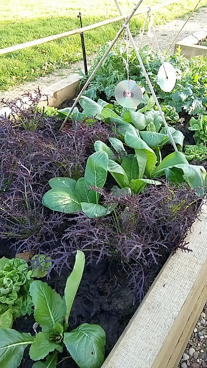 Winter veg beds looking pretty good...and tastes good too. Thanks to sixth form and <a href="/MashiriAletheia/">Getting Rooted C.I.C. - Hitchin 🌱</a>