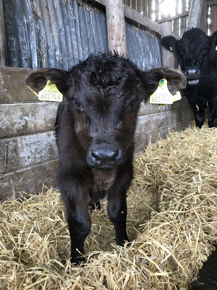 teamStripe's tweet photo. Black AngusX Bullcalf for #5852Jo #NFCalving17 #AutumnCalvers #teamStripe https://t.co/vyLweqfddL