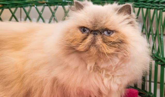 Linny zoekt aandacht, een mandje een een goede kapper  - hartvanhillegersberg.nl/lees/15768/lin…