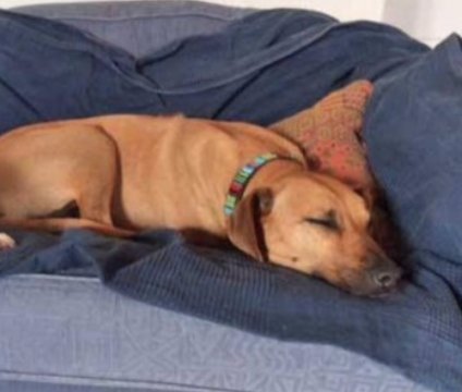 rawsonjones's tweet photo. In the midst of a very stressful and testing search for a missing dog, I've been overwhelmed by the compassion and kindness of strangers. It does give you faith and hope during dark times. Dog lovers are the best. #FindMango #LostAndFound https://t.co/Mvp04lCpN4