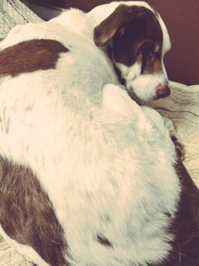averygoodboi's tweet photo. #WakeUp #dogslife #dogsoftwitter https://t.co/XPbBIF4psg