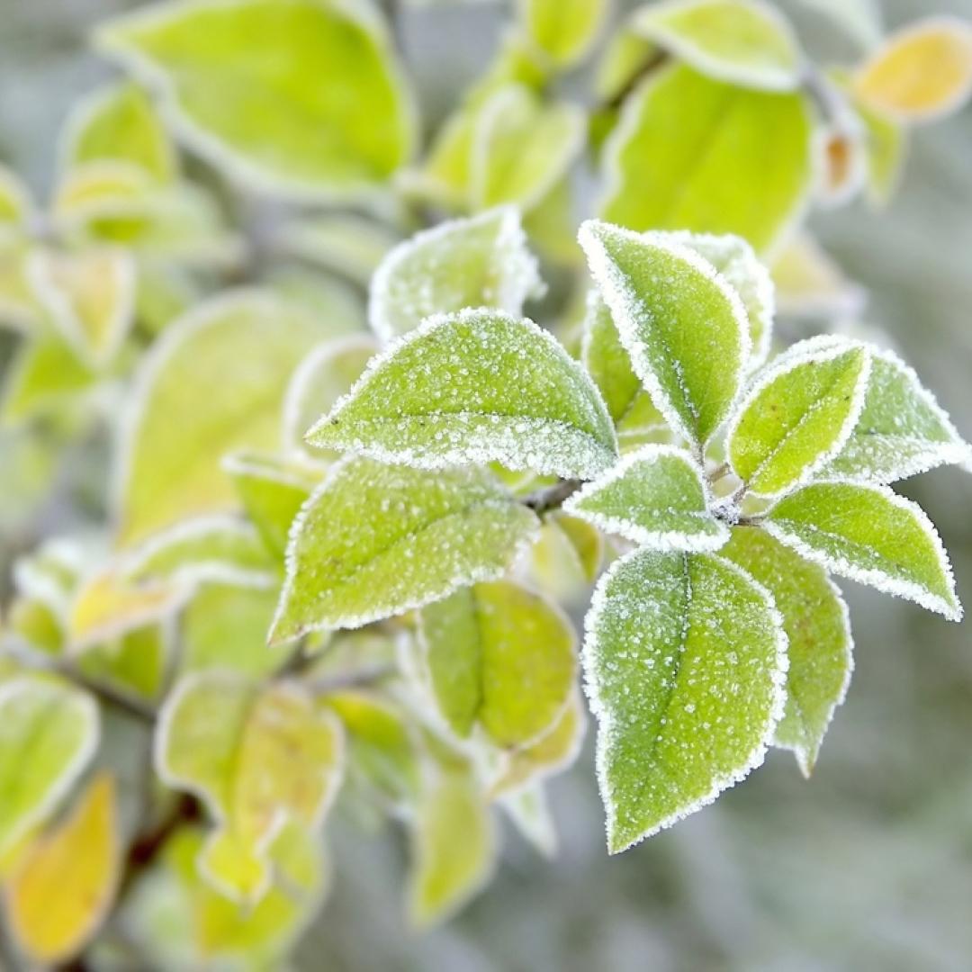 If a deep freeze is in the forecast, don't forget to protect your outdoor plants. Learn more: gardeningknowhow.com/plant-problems…
