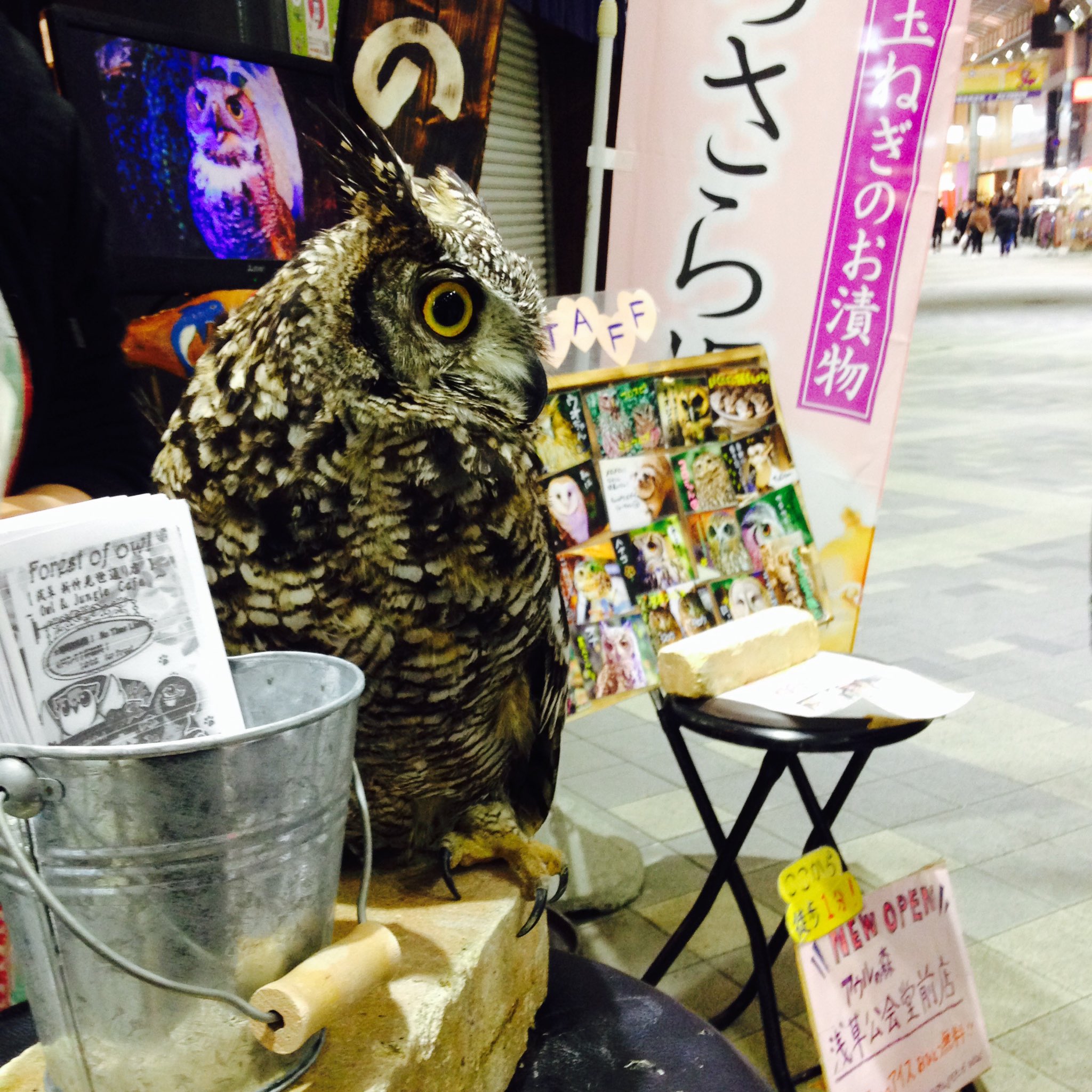 土屋アソビ 浅草で見たかわいいミミズク 赤ちゃんばっかり真剣に見てたけど アレ 食べようとしてたと思う T Co Eqjjrhfwwu Twitter 土屋アソビ 浅草で見たかわいいミミズク 赤ちゃんばっかり真剣に見てたけど アレ 食べようとしてたと思う T Co Eqjjrhfwwu Twitter