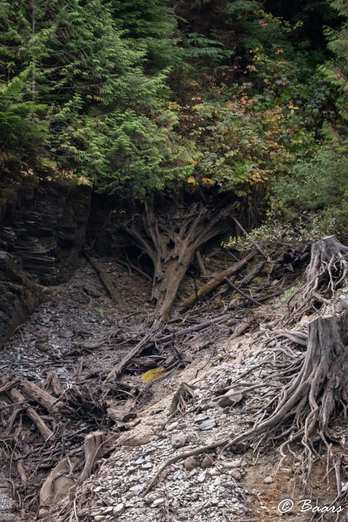 MattBaars's tweet photo. Do you ever feel like the #forest is looking right back at you?
#Cascades #photography #landscapephotography #landscape #trees #thetreesarealive https://t.co/Y2i4CEu8xr
