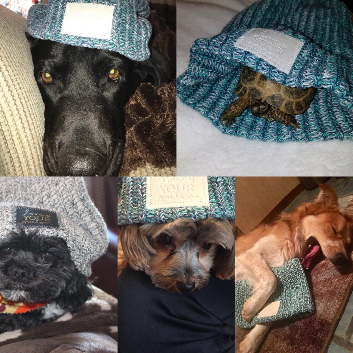 SDStateLYMCrew's tweet photo. We sure do love our pets at SDState. These furry friends bring smiles to all especially wearing their LYM Gear 🤗 #furarefriends #lym #cybermonday #sdstatelym https://t.co/2DlSDN9NRP