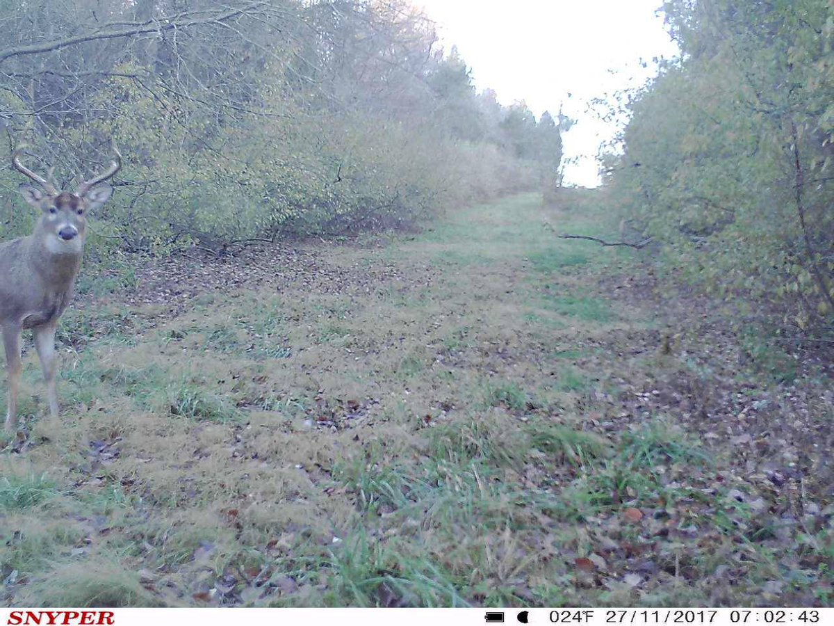 dyoutdoors's tweet photo. #daywalker #rut the wireless game camera is an amazing tool to have. I have great deals available if your interested!!! #Wireless #security #gamecams https://t.co/SLR7cWZsto