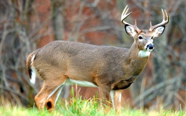 BooniesBBB's tweet photo. We hope everyone had a successful weekend now that rifle season is here! Enjoy your week &amp; don’t forget.. its prime rib night Friday!!! #ComeGetLostWithUs https://t.co/N52PHvCUn3