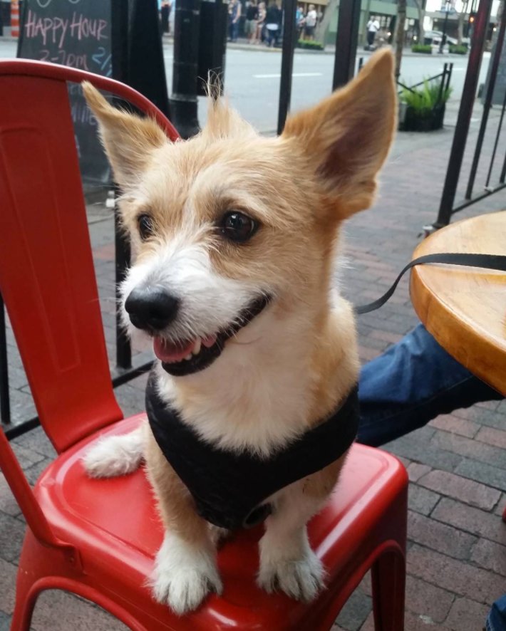 Bar buddies. ❤️ 🐶 | 📸: @captainjackbravo #orlando

Bring your BFF to Happy Hour, 3-7p.