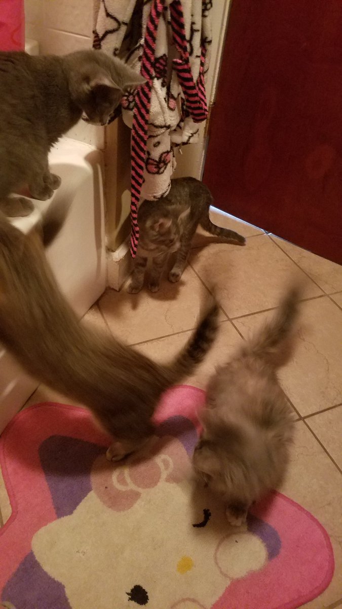KristinaMLawyer's tweet photo. #meowcury4 follow me everywhere including the bathroom. #kittens #kittenstuff https://t.co/Fm9IPOB32E
