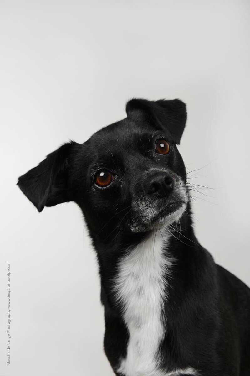 Signaalhond's tweet image. Een signaalhond moet een “luisterend” oor hebben. Bij een fotosessie laat signaalhond Doran zien, hoe dat er uit ziet