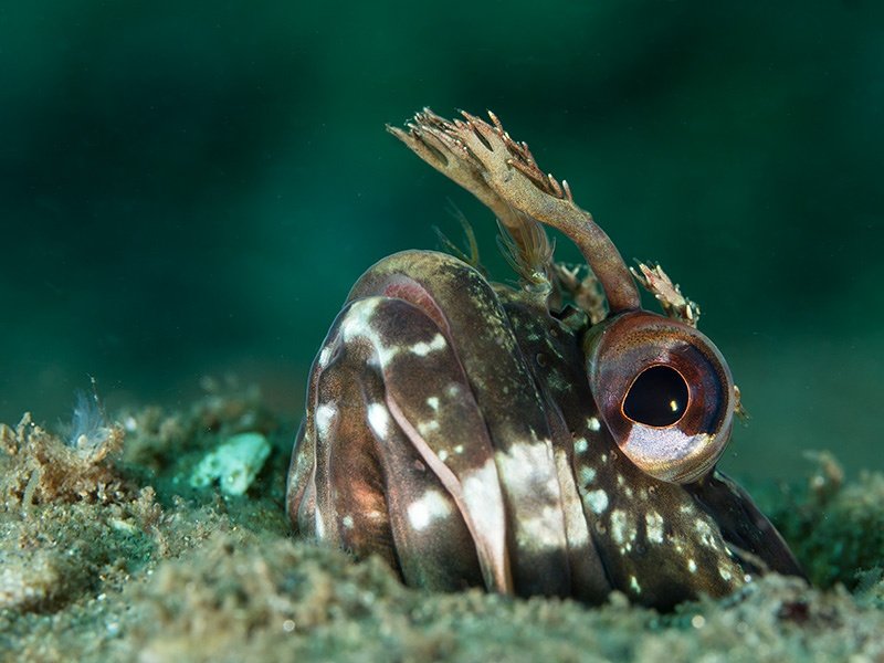 KateVylet's tweet photo. Always the vigilant lookout, a onespot #fringehead (Neoclinus uninotatus) peeks from its hole. The residents of this particular crevice alternate with time; this was a guy of greenish hue who was later usurped by a very red fellow fringehead. https://t.co/ouOJeHeJdm