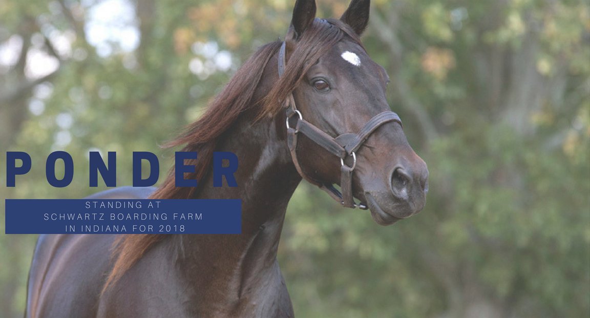 PonderSTB's tweet photo. Ponder, the sire of great horses such as Thinking Out Loud, Bolt The Duer and Go Daddy Go, will be moving to Indiana in 2018.  Please contact Schwartz Boarding Farm at 260.589.2037 to book your mare. #Ponder https://t.co/GBiBdgPFMV