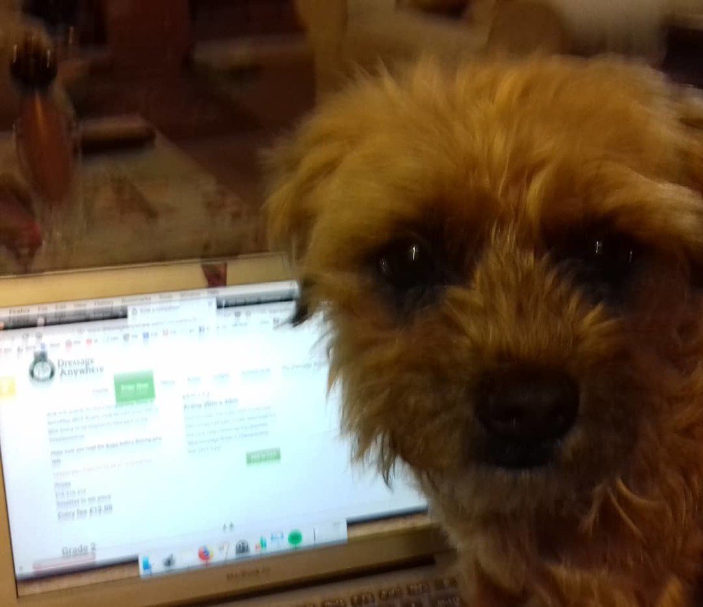 TheParaVaulter's tweet photo. Does anyone else have this problem?! Rosie keeps standing on my keyboard... @dressage_anywhere #borderterrier #nosydog #dogsofinstagram #whatareyoudoing #letmehelp  #feedme #horsesaresilly #computertrouble https://t.co/cI63ANpd4P https://t.co/KPWzmogRJN