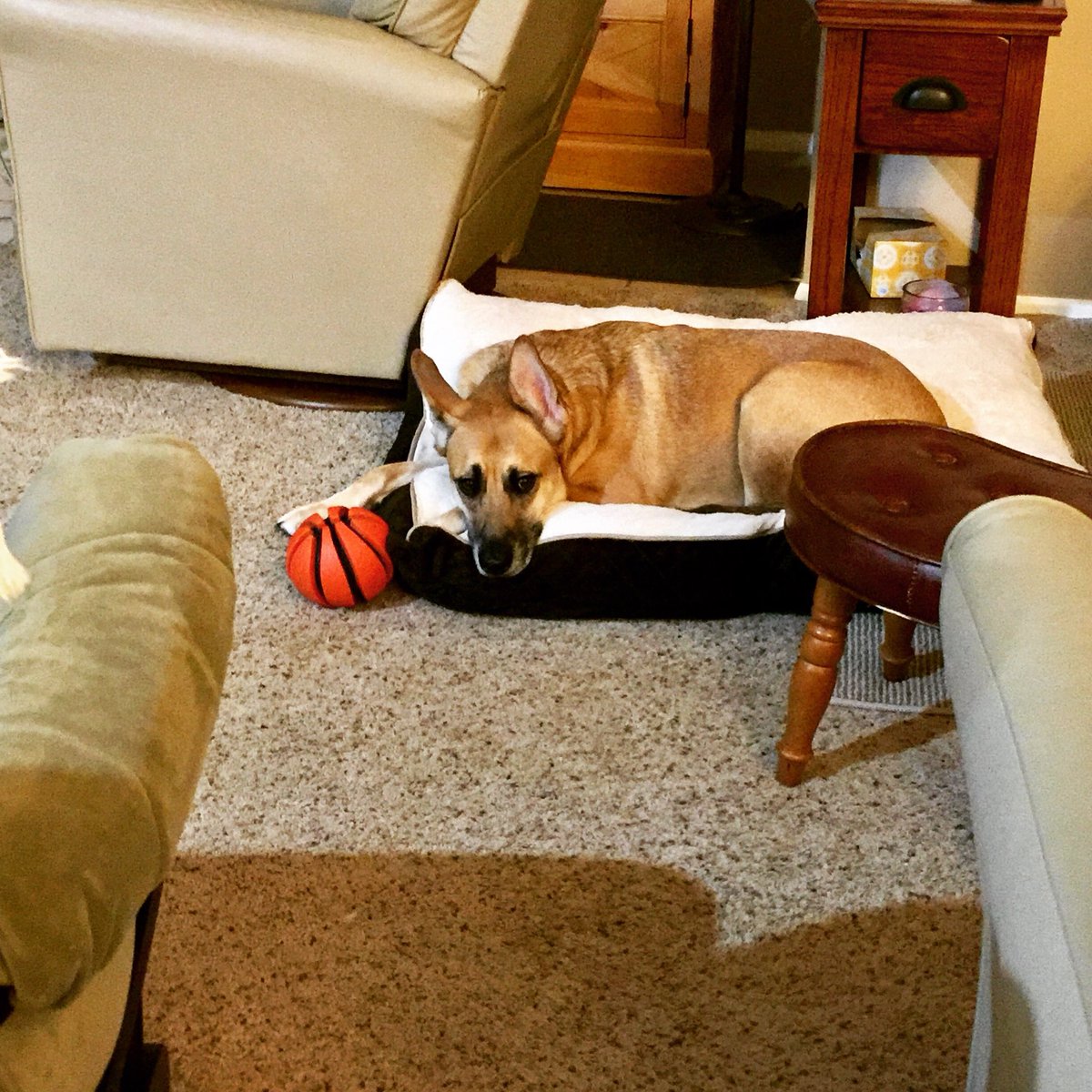 She likes her new bed! #ameliathedog