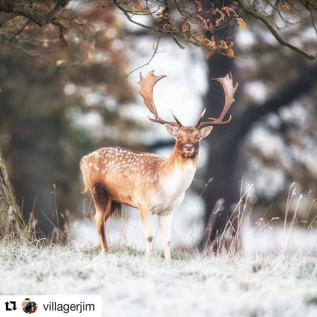#Repost <a href="/villagerjim/">Villager Jim</a> ・・・
How beautiful ☺️
#winterwonderland #christmas #antlers #stags #clscenery #stag #chatsworthhouse #chatsworth #naturephotography #wildlifephotography #nikon #photographylife #countrystyle #artlicensing #villagerjim #painted… ift.tt/2BtxKxU