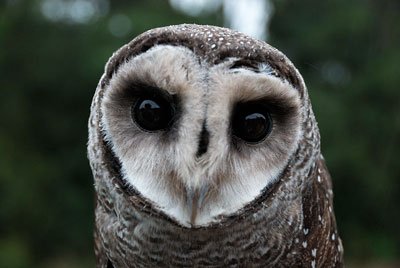 Botanist report links the pulsed microwave radiation emissions of wireless networks to the disappearance and exodus of song birds, bats and insects in Mt. Nardi! Read more: ow.ly/6SYw30gQTrv