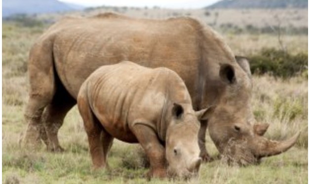 WildAid's tweet photo. EBay Is Outselling the Dark Web in Illegal Wildlife Trade @alternet https://t.co/WbAuj3dXAy https://t.co/11RCVpgfqw
